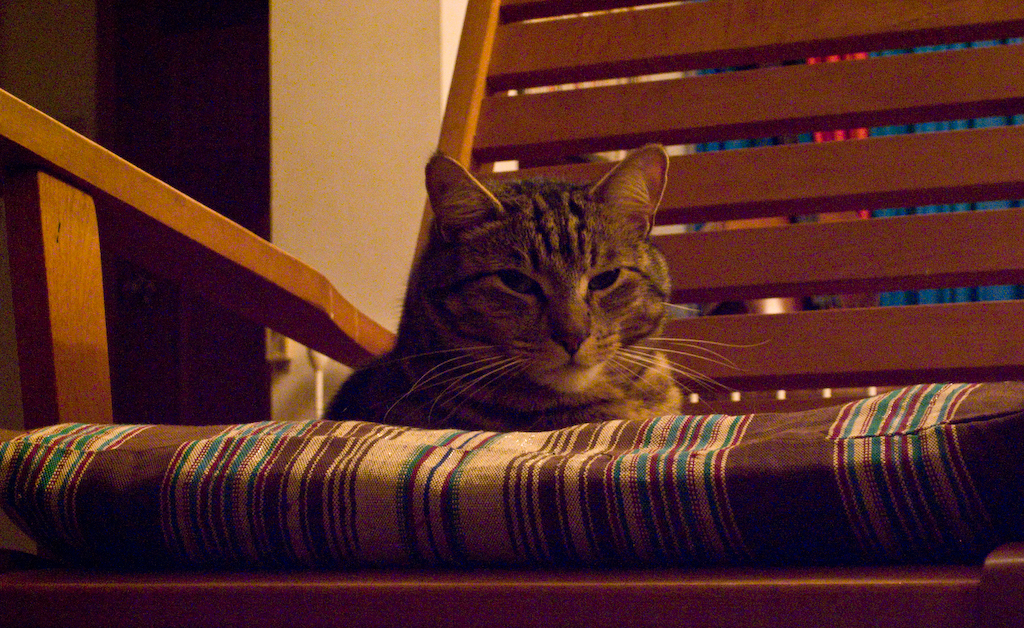 Cat in low light by Ricoh GX100