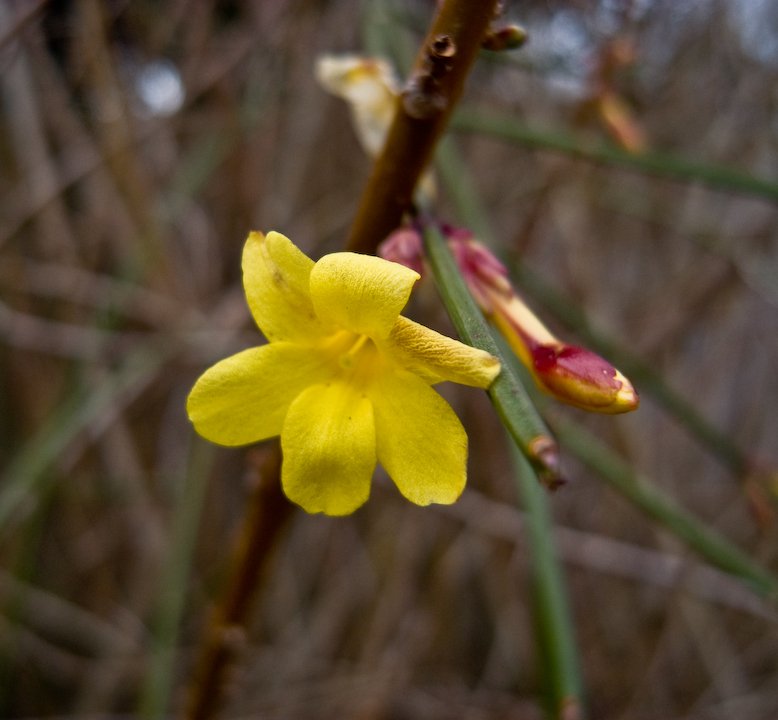 Yellow early-spring flower with the Ricoh GX100