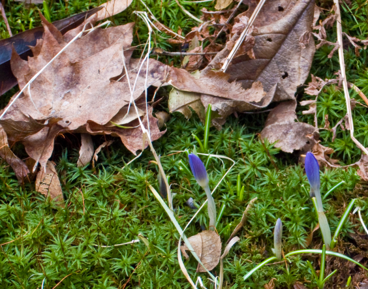 Young crocuses in dim light with Ricoh GX100