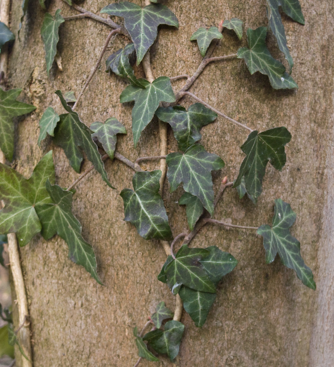 Ivy in Niedwald park, Frankfurt