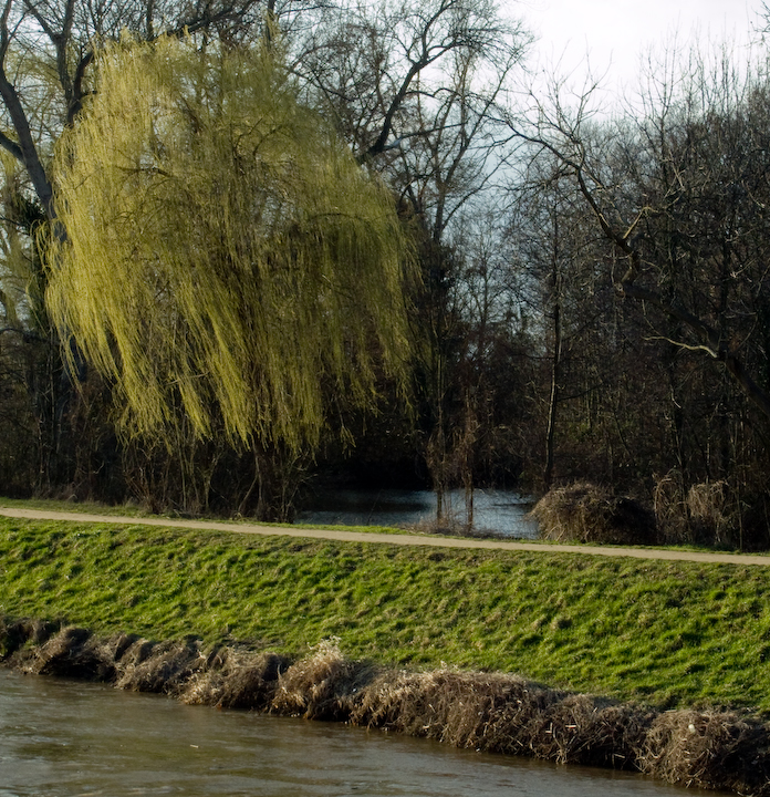 Early-spring willow in Niedwald park, Frankfurt