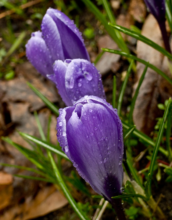 Raindrop-covered crocuses