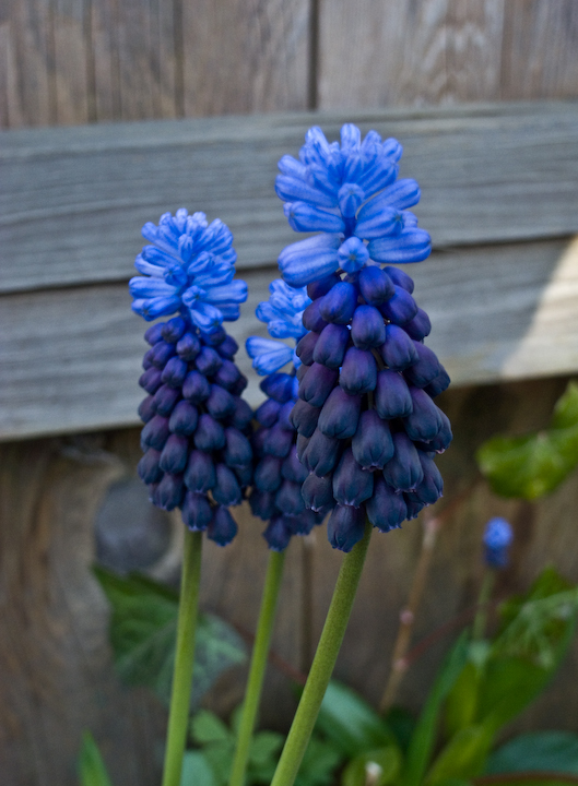 Grape hyacinths