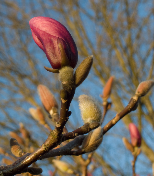 Magnolia buds ready to open