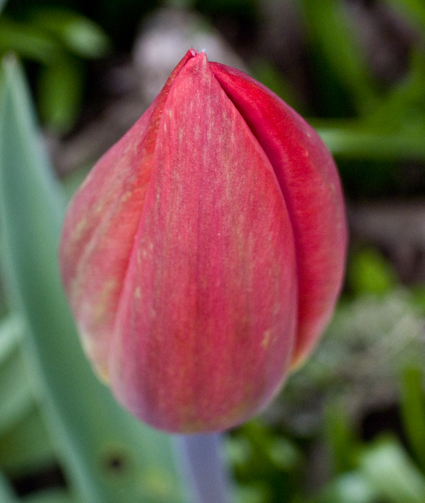 Scarlet tulip about to open