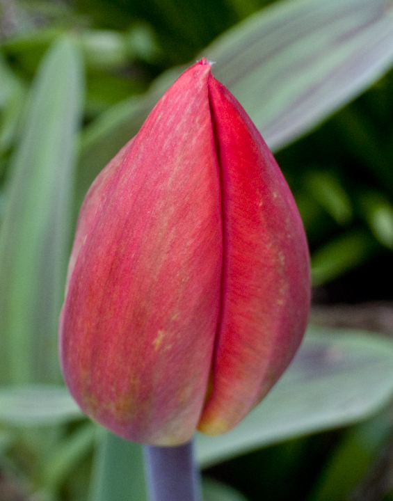 Scarlet tulip about to open