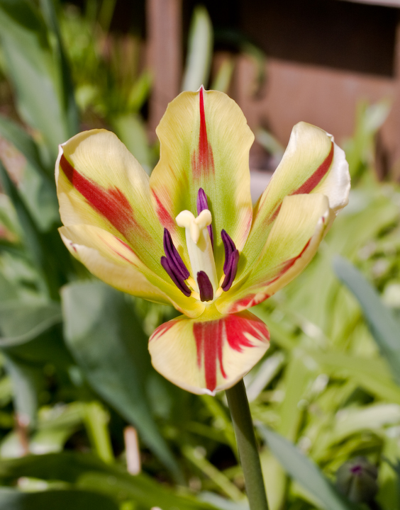 Sunlit tulip