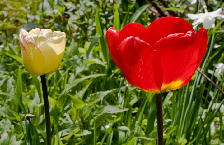 Sunlit tulip