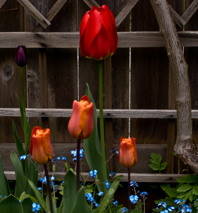 Wet tulips with forget-me-nots