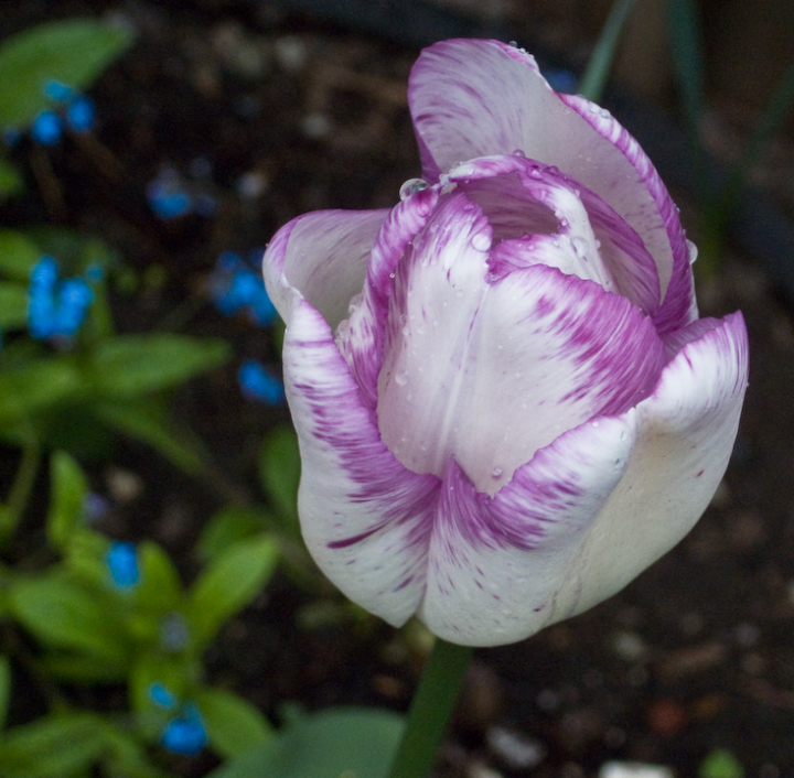 Wet tulips with forget-me-nots