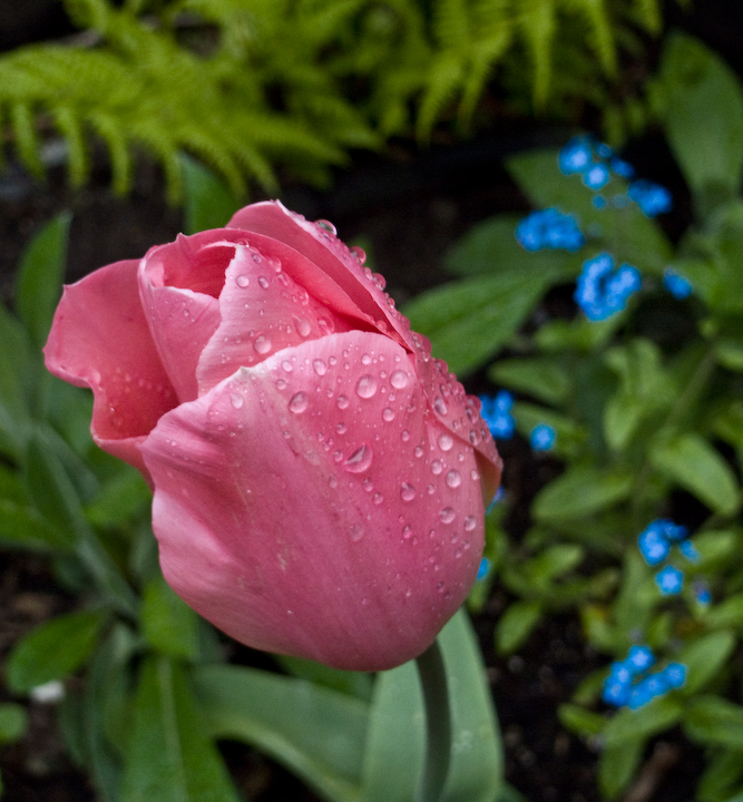 Wet tulips with forget-me-nots