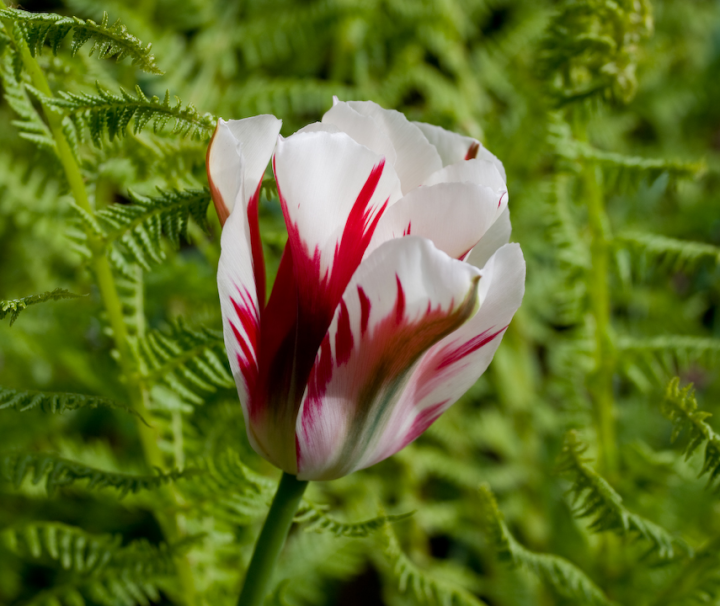Spring Green tulip