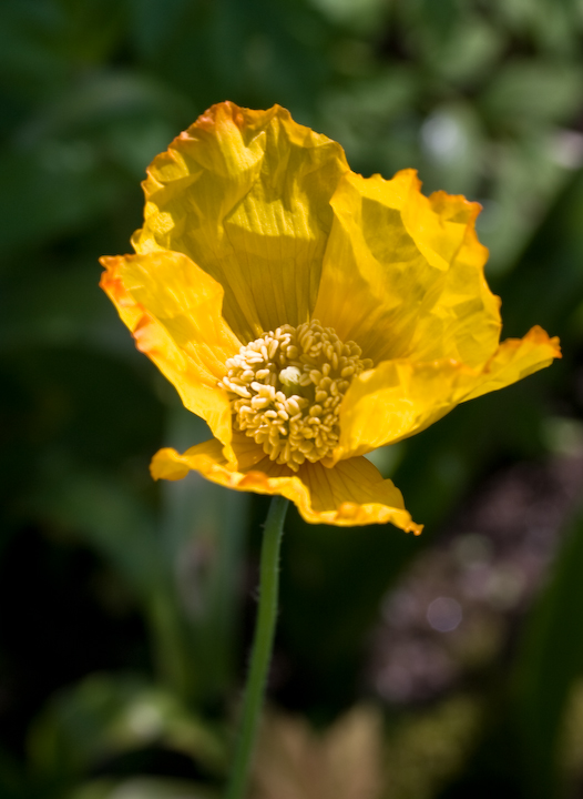 Icelandic poppy blossom