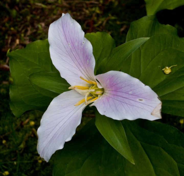 Trillium blossom fading to purple
