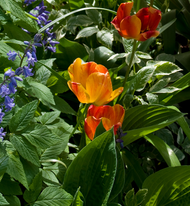 Orange and blue blossoms against greenery