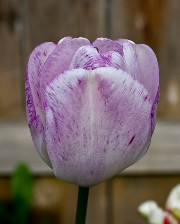 Violet speckled tulip