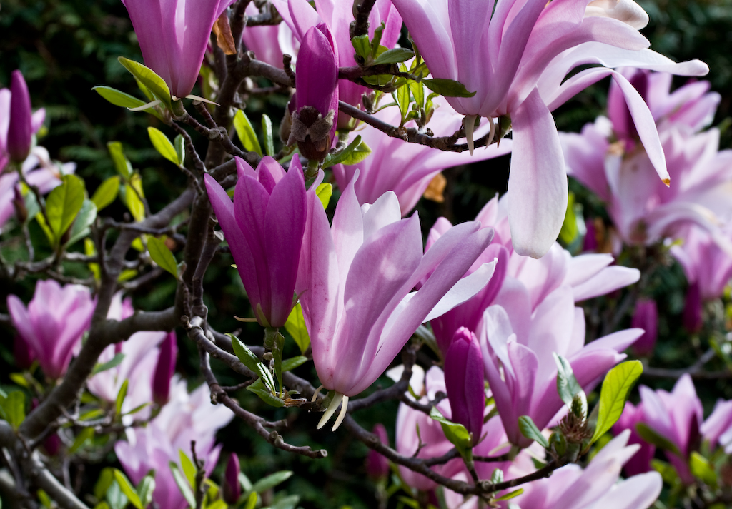 Magnolia blossoms