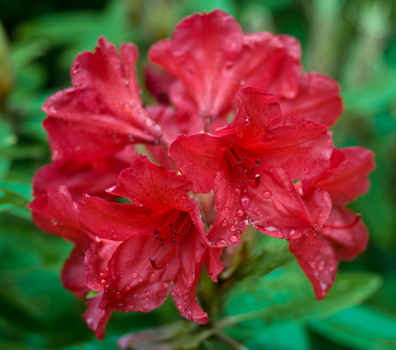 Wet red rhododendron blossom