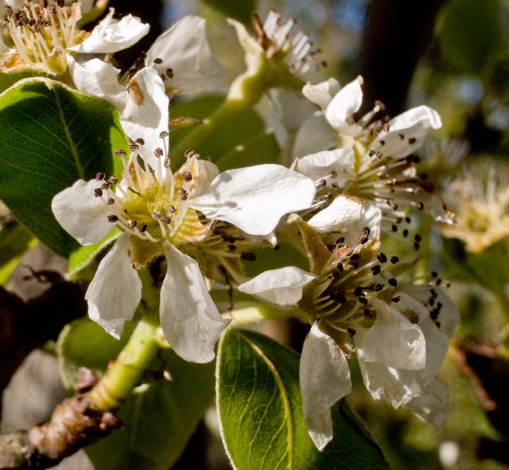 Pear blossoms