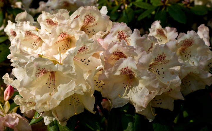 Cream rhododendron flowers with dark red spots