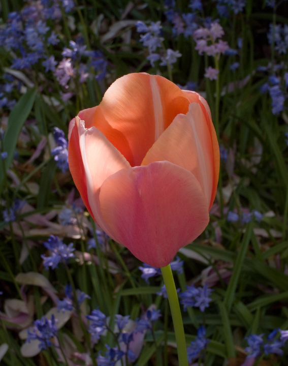 Menton tulip blossom