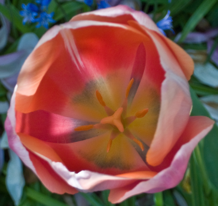 Inside a Menton tulip blossom