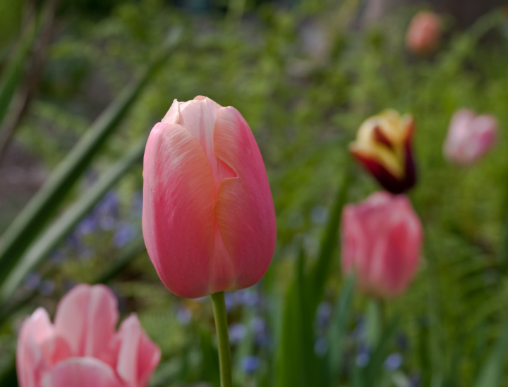Menton tulip blossom