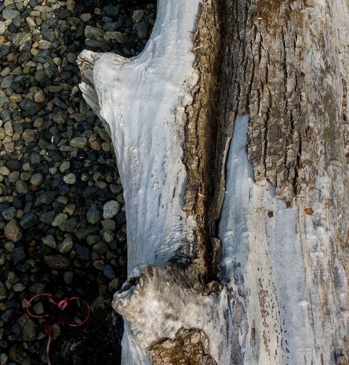 Drift-log, weathered white