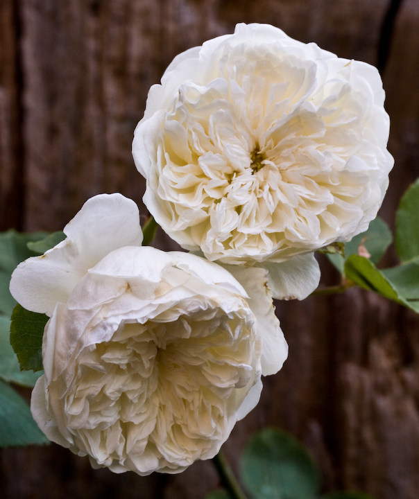Two Sombreuil rose blossoms
