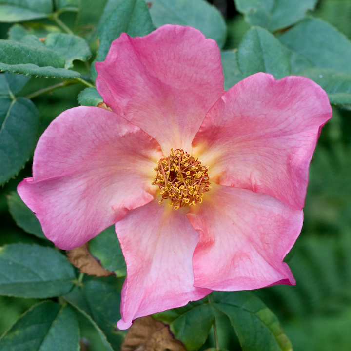 Morning Mist rose blossom