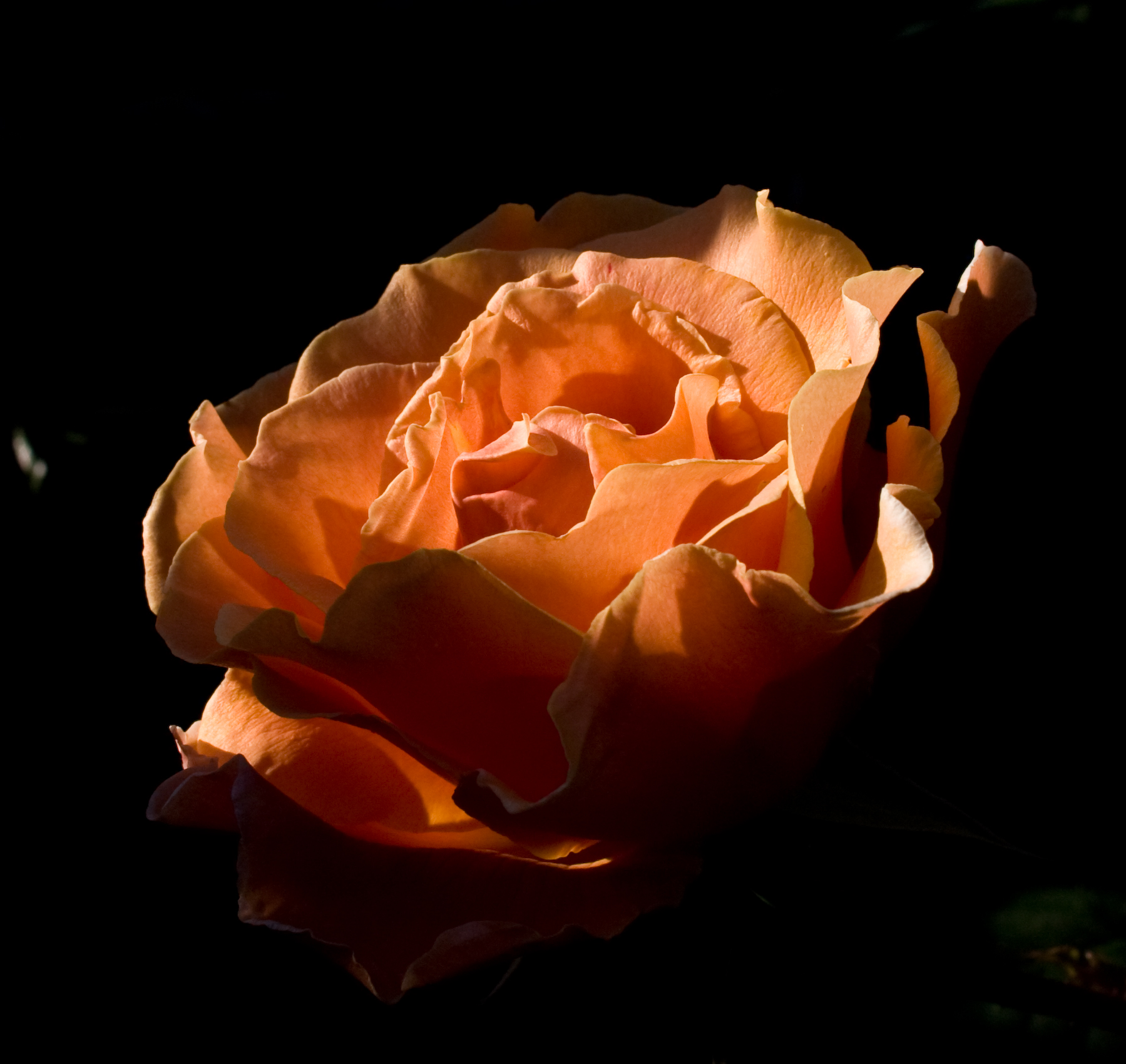 Sunlit Royal Sunset rose blossom