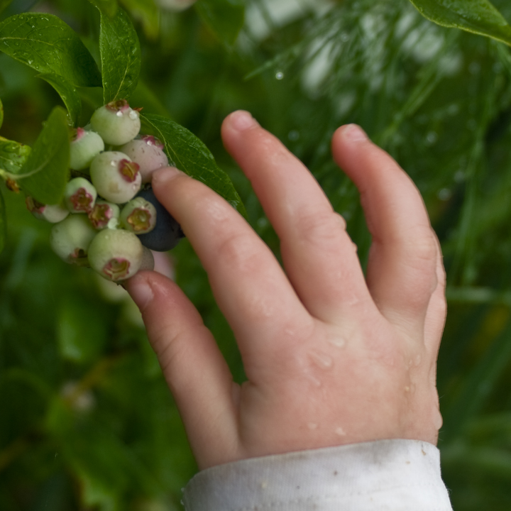 Delicate little fingers plucks a blueberry