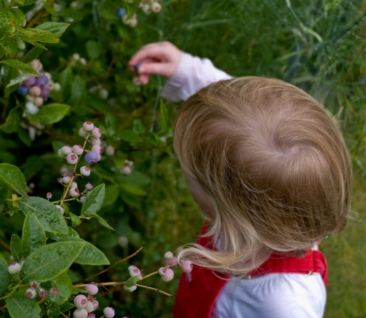 Two-year-old girl picking blueberries