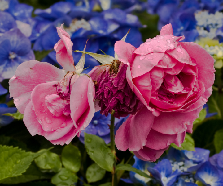 Wet wilting roses in front of hydrangeas