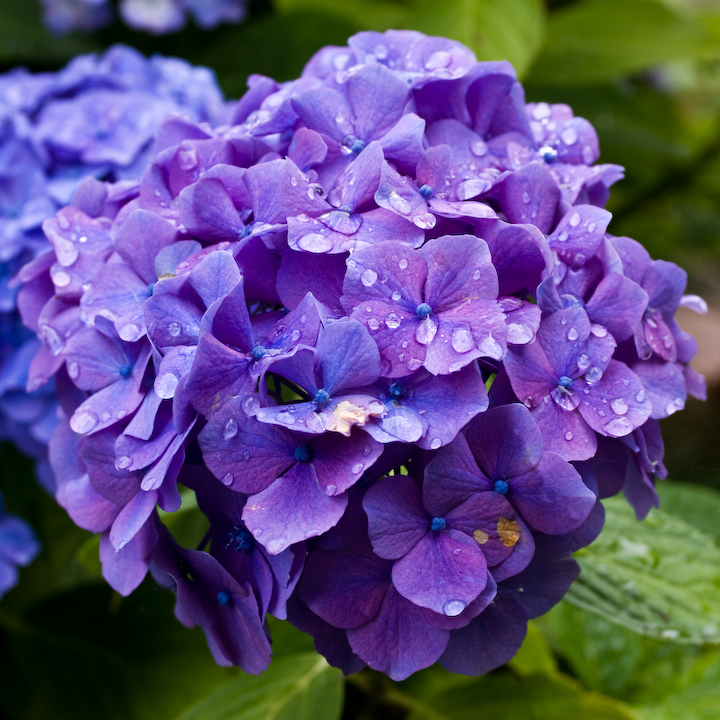 Wet violet hydrangea blossoms.