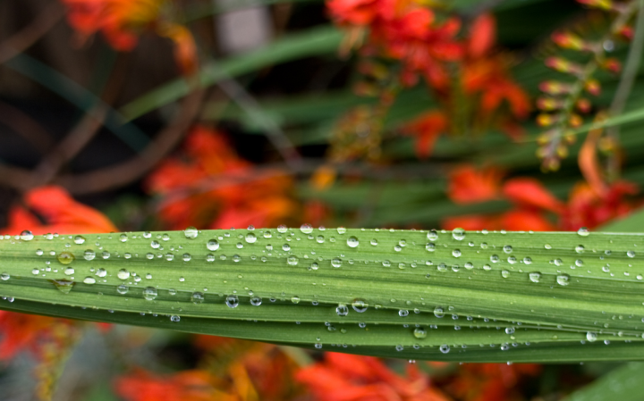 Wet crocosmia foliage.