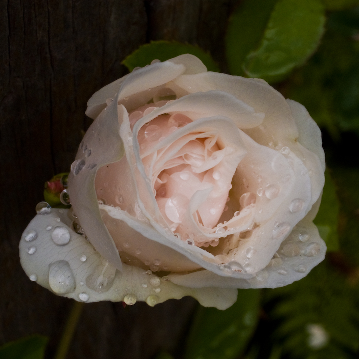 Wet rose blossom.