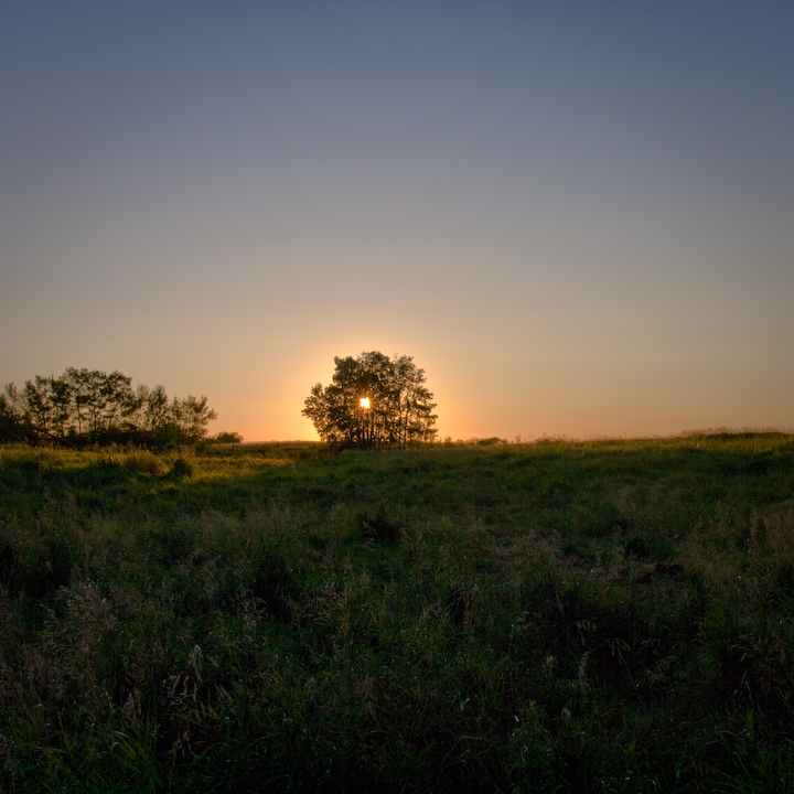 Cloudless Prairie sunset behind a small tree