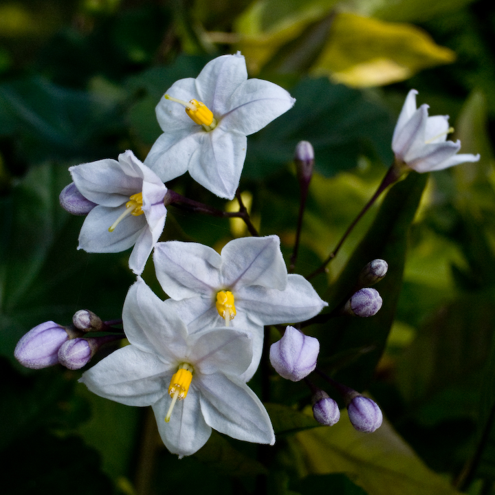 Small white blossoms, green background