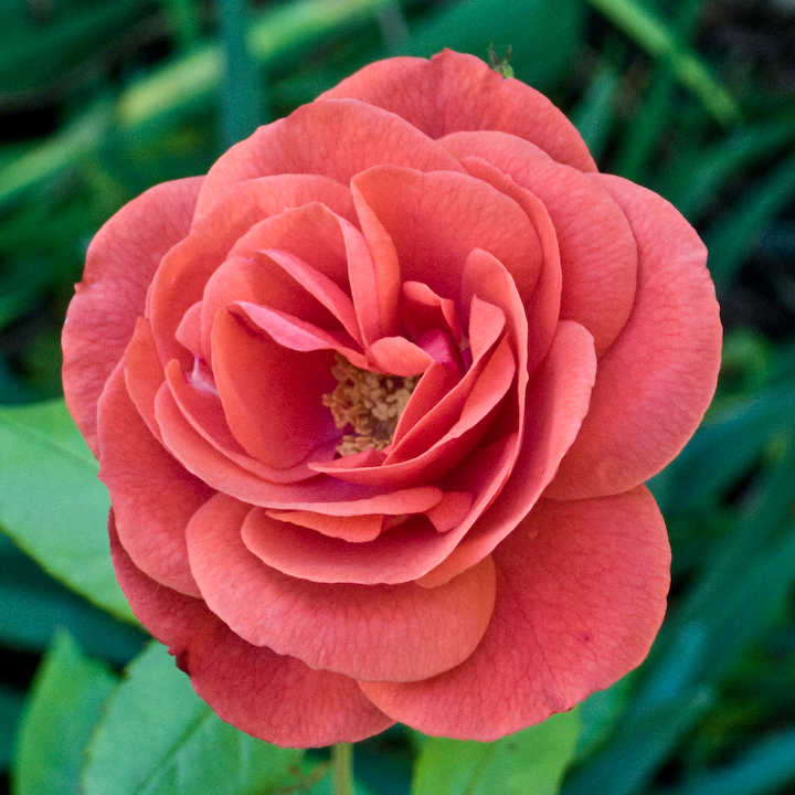 Lonely old rose blossom