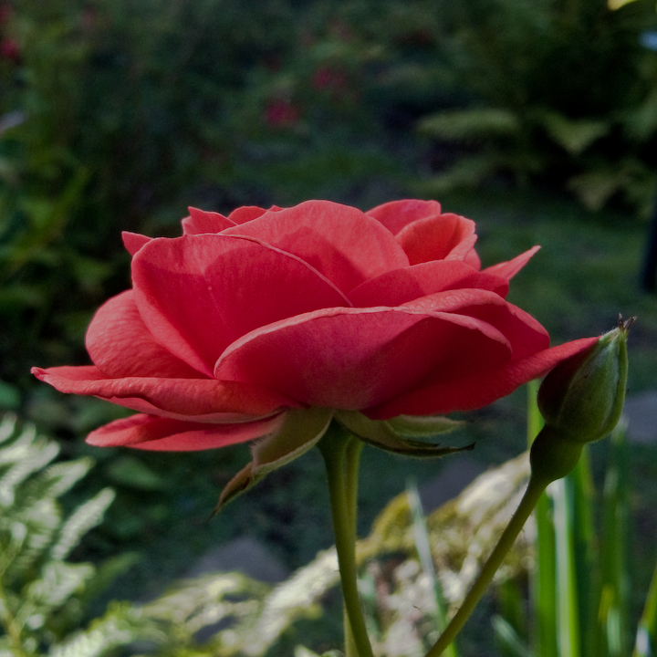 Lonely old rose blossom