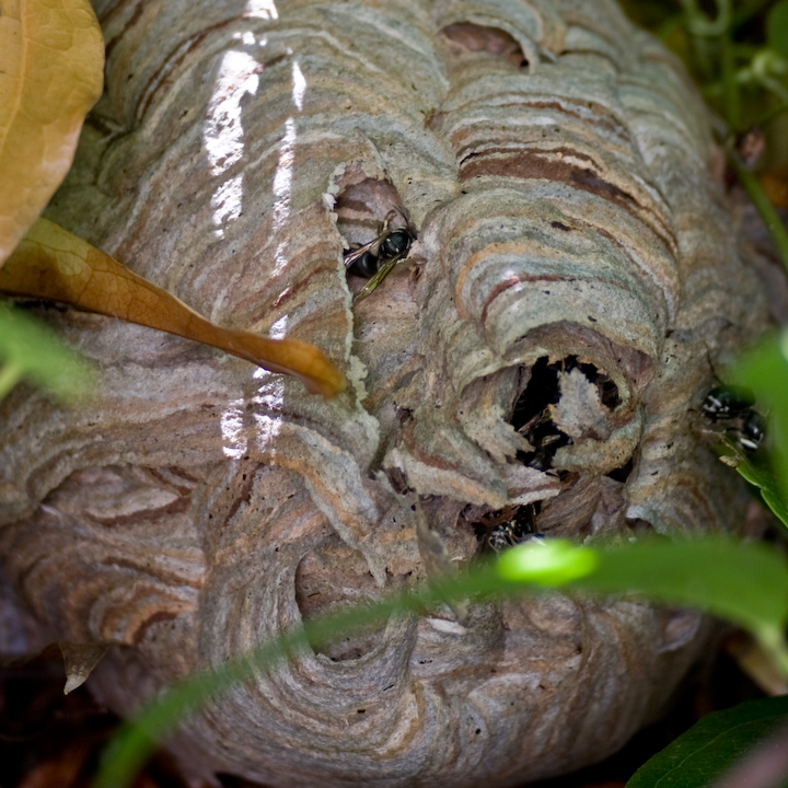 Wasps nest (wasps dead)