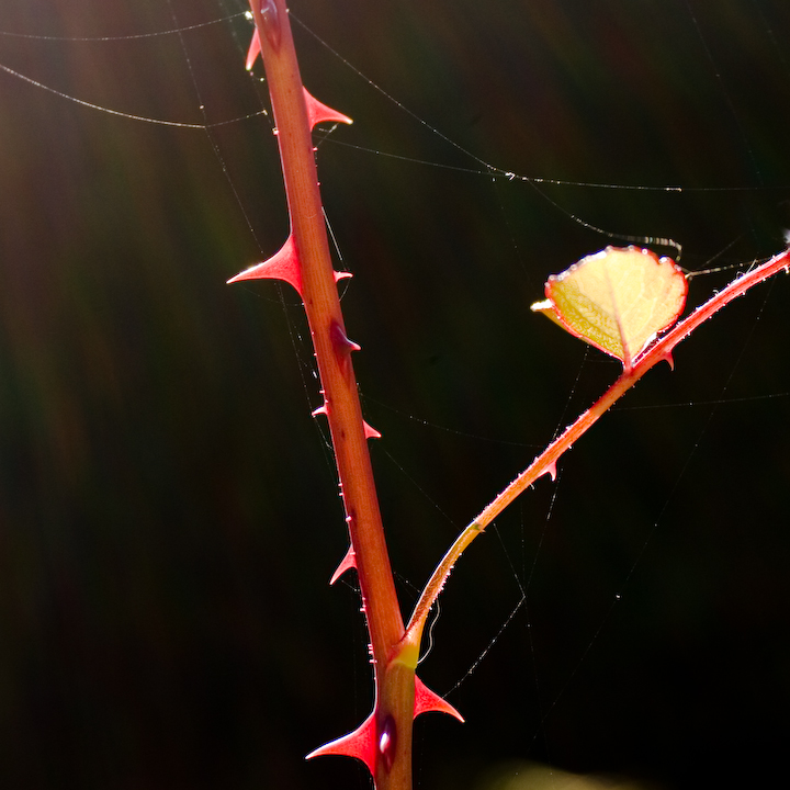 Rose branch, with thorns and sun haze