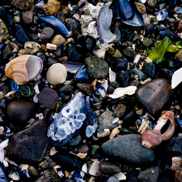 Seashells on a Vancouver beach