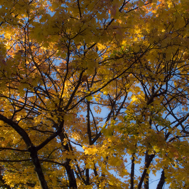 Yellow autumn leaves, sunlit