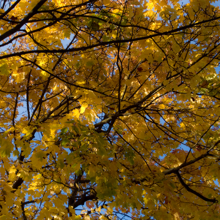 Yellow autumn leaves, sunlit