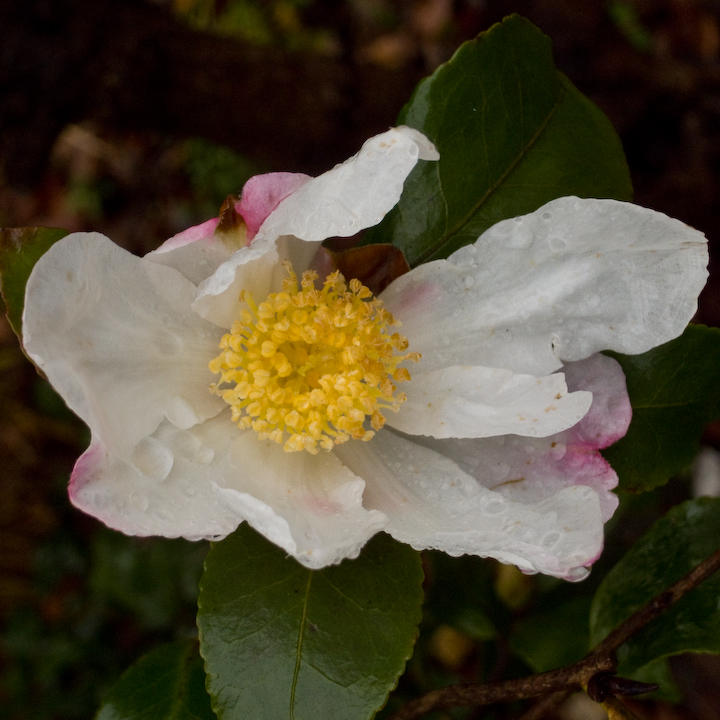 Wet tattered December flower