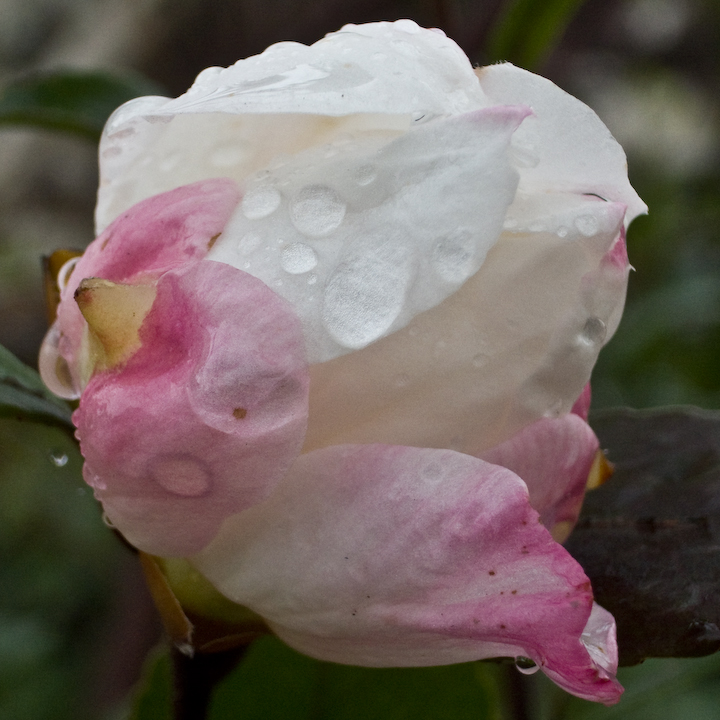 Wet tattered December flower