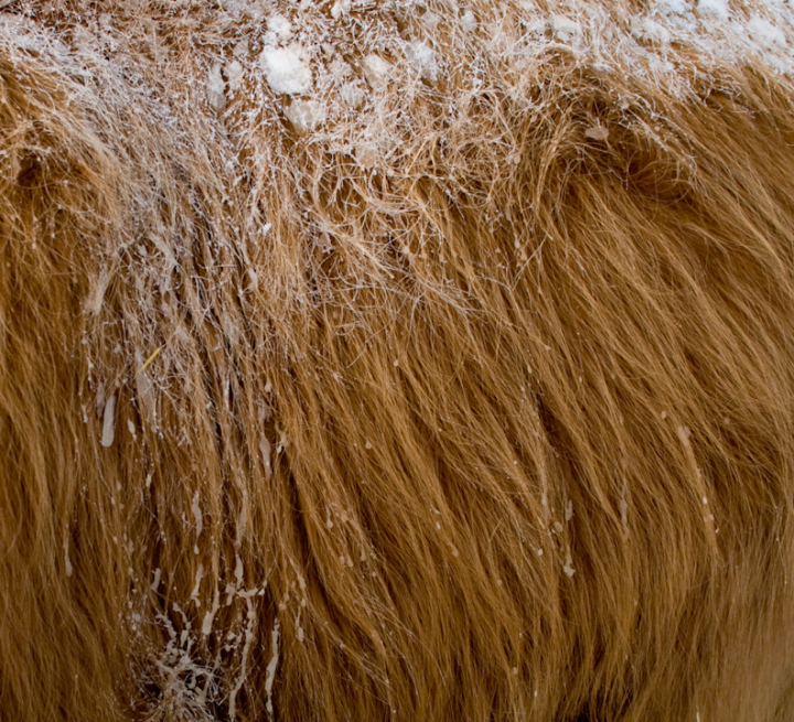 Highland cow hair Highland cow hair