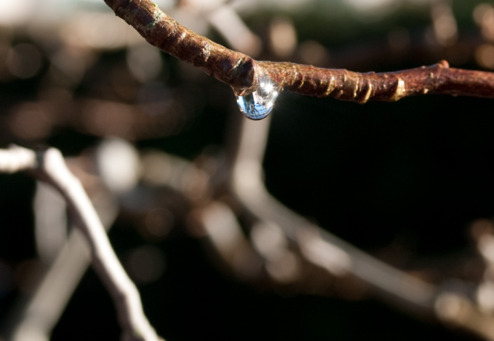 Drop of condensation on a magnolia bough